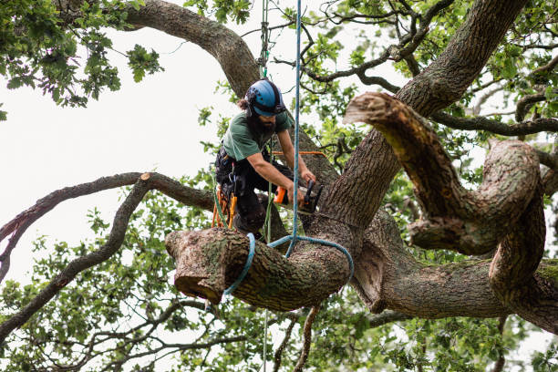 Best Fruit Tree Pruning  in Whitaker, PA